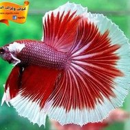 على الطريق On The Road