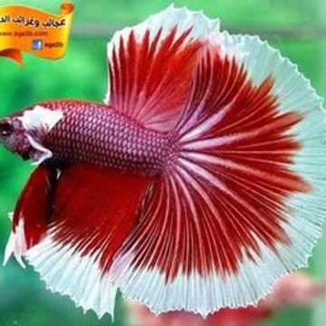 على الطريق On The Road