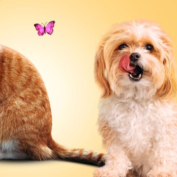 Funny Animal