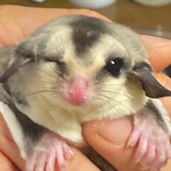 Linters channel/リンターズチャンネル GRAN TURISMO