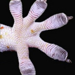 digitalgecko