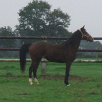 hezomaju