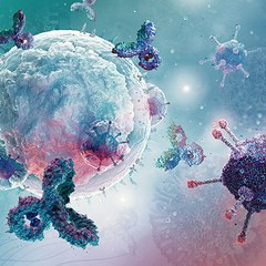 Interferone gamma [IFN-γ]