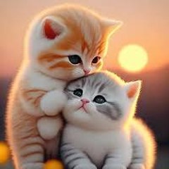 Funny Cats