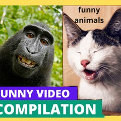 funnyanimals