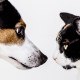 petdata123