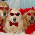 Pet Crazy RWe