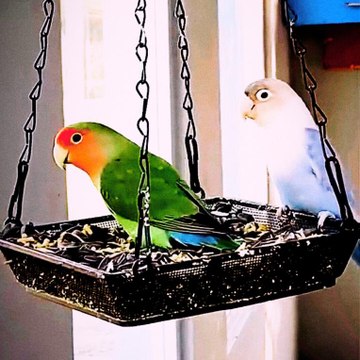 Pets caring and information