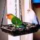 Pets caring and information