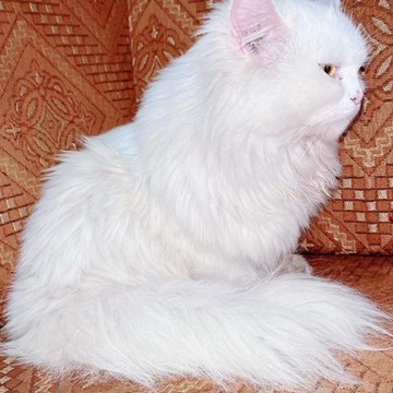 KittyCuteness
