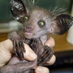 digturi