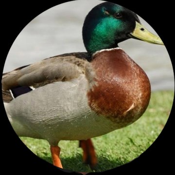 Ducky bhai