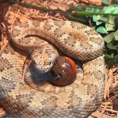 Mattsreptiles221