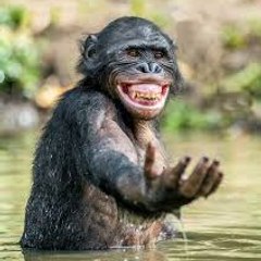 Funny videos
