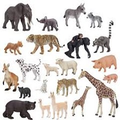 "Wild Wonders"
