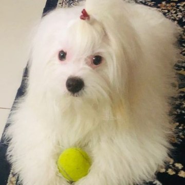 Oscy & Gauri