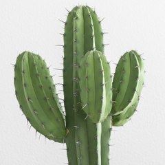 Cactus Skibidi