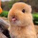 Charming Critter Haven