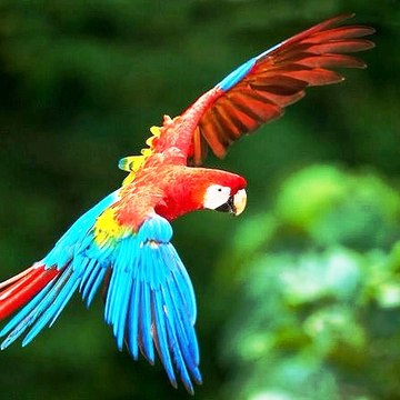 Shahzad Kamaal Jaani