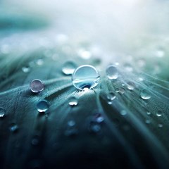 Drizzle Dreams