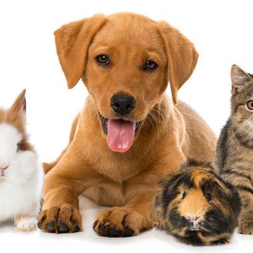 Pets universe