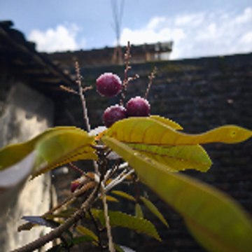 marginKiri
