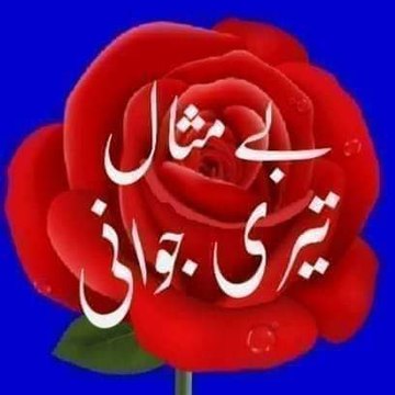 M Lashari