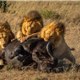 National Géographic Wild