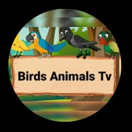 Birds animals tv