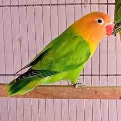 KashanbirdsAvairy