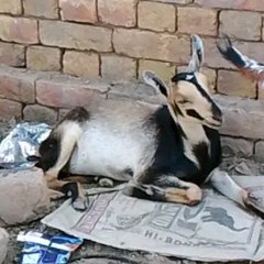 Desi Barbari Goat