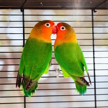 lovebirds and bageis parrot