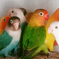 Little Things for Joy