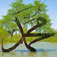 Islamic Hadis