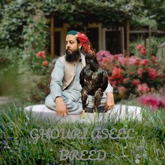 Ghouri Aseel and fun