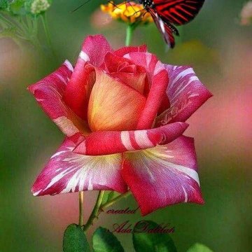 Red Rose 20