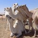 Desert Camels