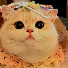 cat Cute 🥰