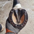 hoof trimming video