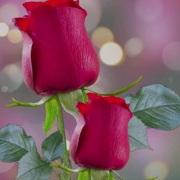 Afraz Ahmed