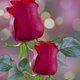 Afraz Ahmed