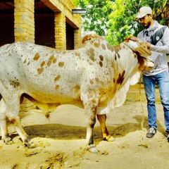 Lahore Bakra Mandi