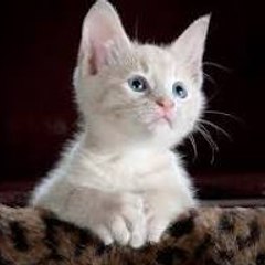 Cat Capers