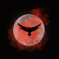 Night Hawk