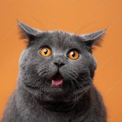 Cats Funny Videos