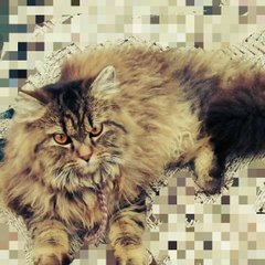 Azeem Shah