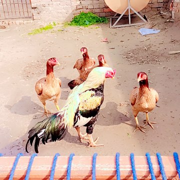 Aseel murga lovers