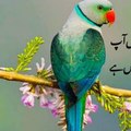 HD Anemal and fancy birds