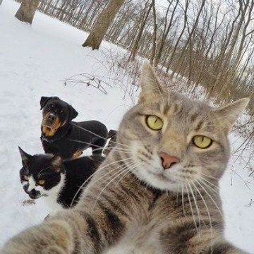 Animal Share