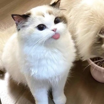 Cat Land For Nature